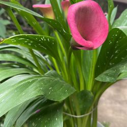 Cala Lilly  Rasa