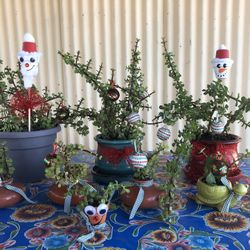 Holiday Gift Succulents Plants
