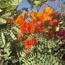 Mexican Bird of Paradise Only Have 2 In 5G $35 Each Price Firm