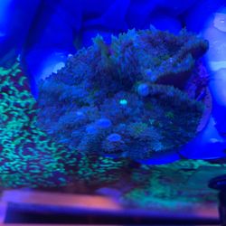 Toy wild bounce mushroom coral