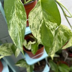 Plants For Sake 10 Each 