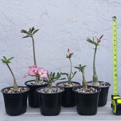 Desert Rose Plants 6/$50 Bradenton Adenium Obesum 