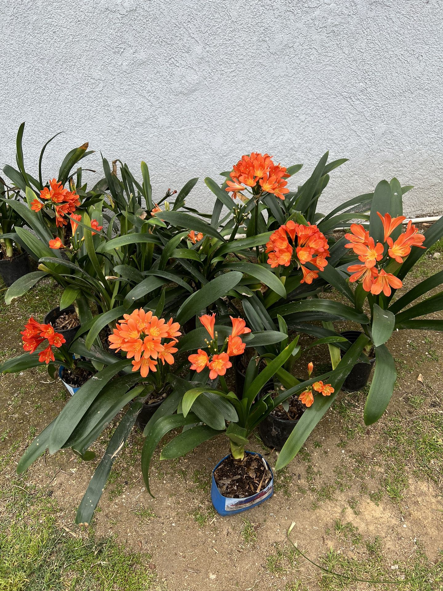 Potted Clivia Flower Plant