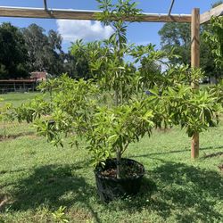 Alano Sapodilla Tree With Lots Of Flowers (6-7 Ft Tall) 25 Galon Pot