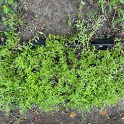 Sedum Ground Cover Perennial Plants (read Description Below)