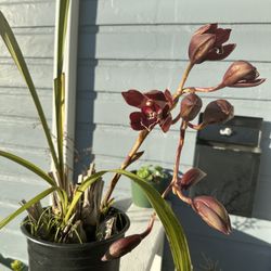 Cymbidium Plant 