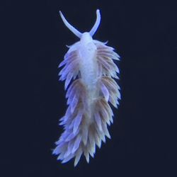 Fake **Aptasia Eating Berghia Nudibranchs 