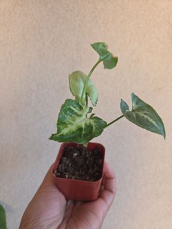 Plant