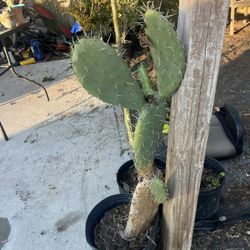 Nopal
