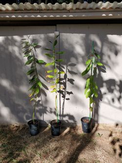 Arroyo Willow Tree 1Gal. Pot 40" - 44" Height