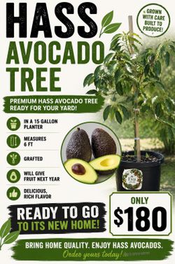 Hass avocado tree 🌳🥑🥑