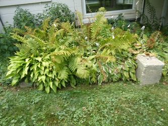 Mature Ferns & Hostas, Established Landscape Bed, Dig-Your-Own