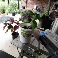 Basil For Sell