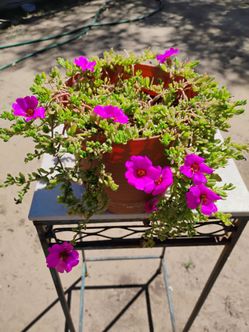 Portulaca