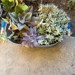 Succulents 