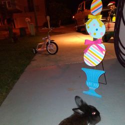 Pet Rabbit  Includes Everything Needed