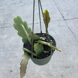 6” Epiphyllium Mix ( Pictures Are For References Of The Flowers)