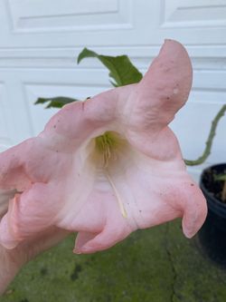 Angel Trumpet Double Flower Plant, In 3 Gallóns Pot Pick Up Only