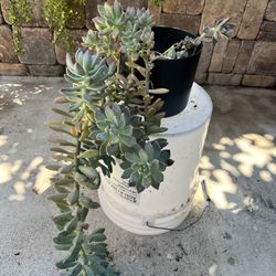 Ghost Succulent 