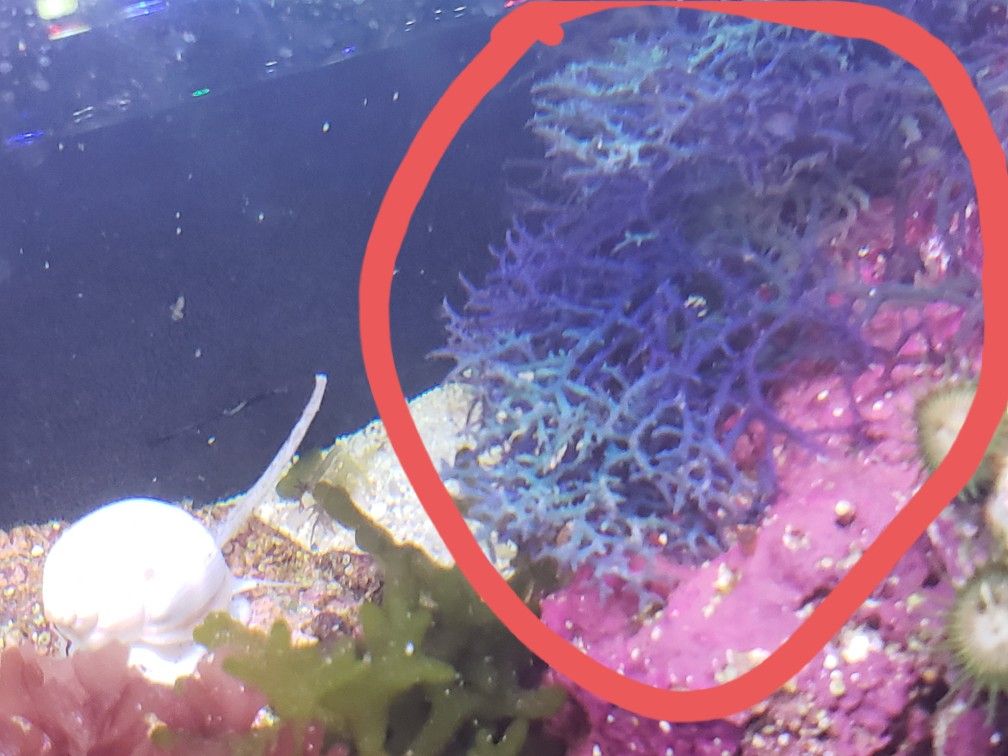 Rare Blue Hypnea. SALTWATER MACRO ALGAE