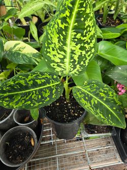 Dieffenbachia Dumb Cane Potted Plant