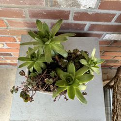 Succulents with oval Ceramic Pot