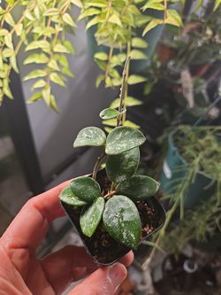 Hoya Mathilde splash
