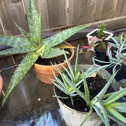 GREAT BUY ON SUCCULENTS - $15 EACH