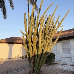 Cactus Free 