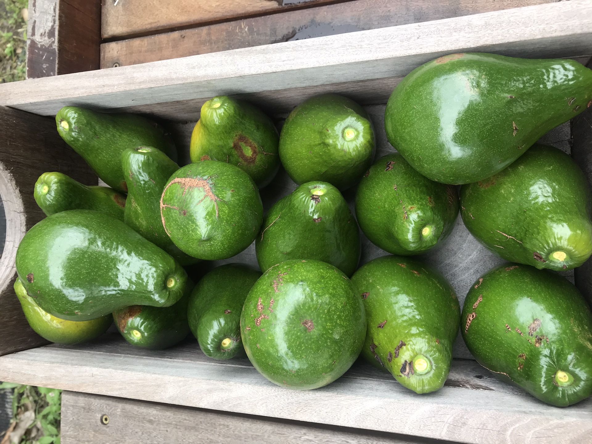 Fresh organic Avocados 🥑,eggs and more