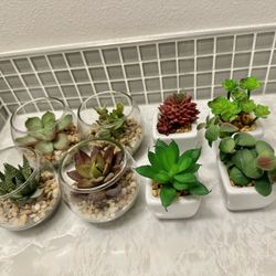 Artificial Succulents 