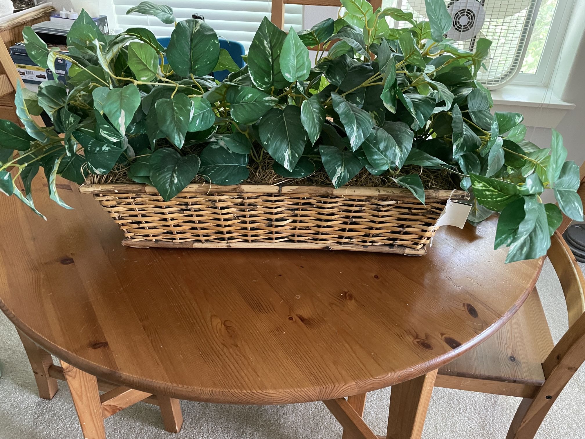 Fake Plant (Money Plant)