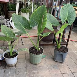 Plants Ear Elephant 5 Gallon Container.$25 Each 