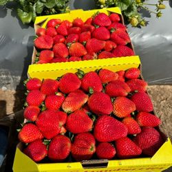 Strawberries For Sale