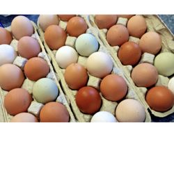 Free range Chicken Eggs