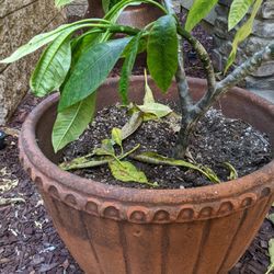 Plumeria In Large Concrete Planter 
