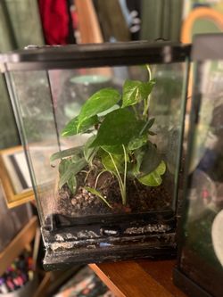 Small Exo Terra Enclosure