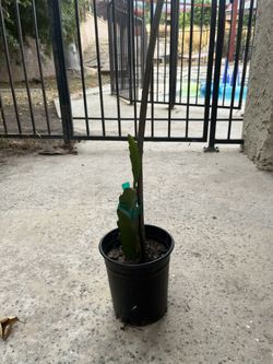 dragonfruit plant white variety 
