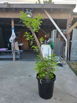 Arbolito  de Jocote Ciruela Corona
