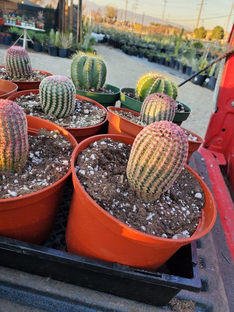 Rainbow Cactus