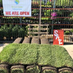 Kentucky Blue Grass / Fresh Sod