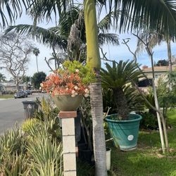 King Palms  And Rubelina