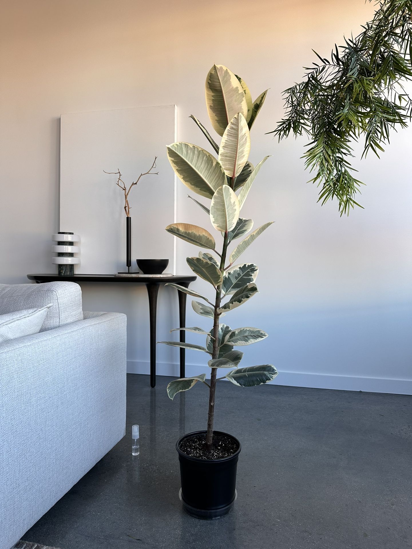 5ft Ficus Elastica plant