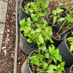 Hydrangea Plants.