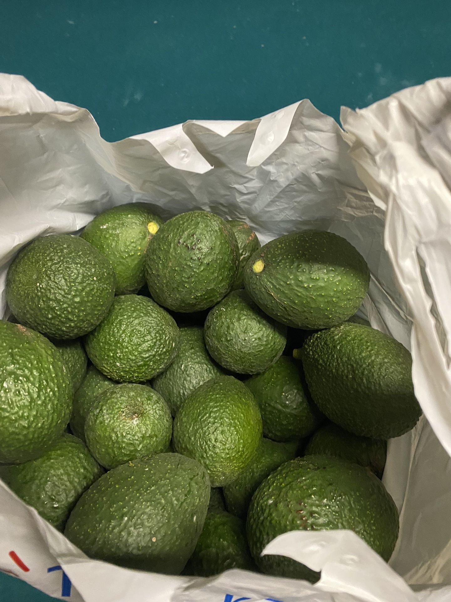 Freshly Picked Avacados 