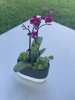 Orchids