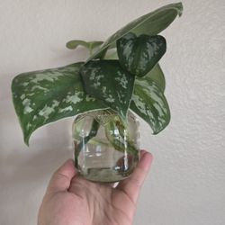 Live Scindapsus Plant Cuttings 