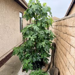 Black Mission Fig Tree For Sale