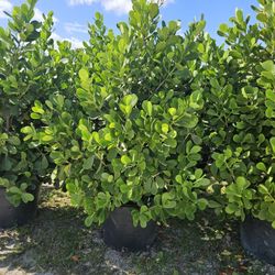 clusias Over 7 feet tall Instant Privacy Hedge For Fence 5 feet wide