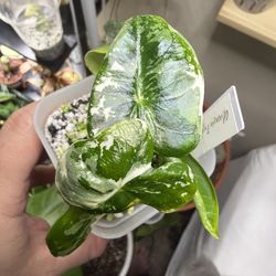 Alocasia Frydek Varigated (TC grown)